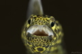   Date Taken 3092014Title Eel Yawning Crop Housing SeacamCamera Nikon D800Lens 105mmDiopter Teleconvertor 1.4 Tamron Nauticam SMCStrobe Seacam 150Setting 1250sec f32 ISO100 3-09-2014 3092014 09 2014 14 1/250sec, 1250sec, 250sec,  